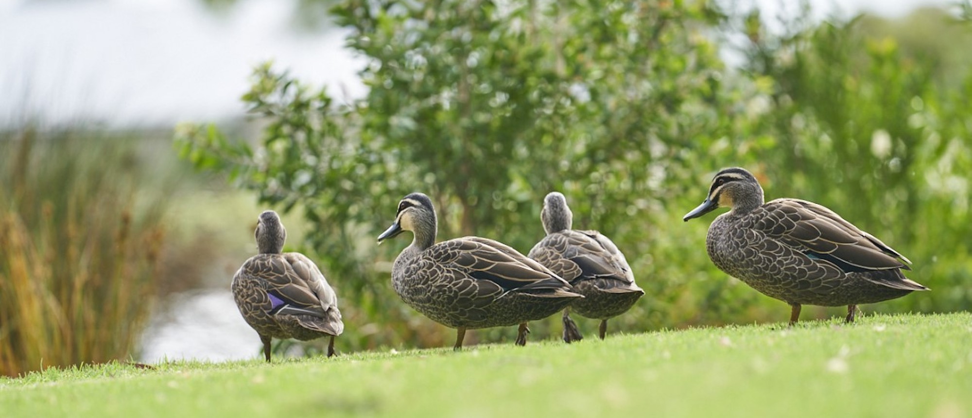 lake-treeby-sustainability-ducks-walking-near-the-lake