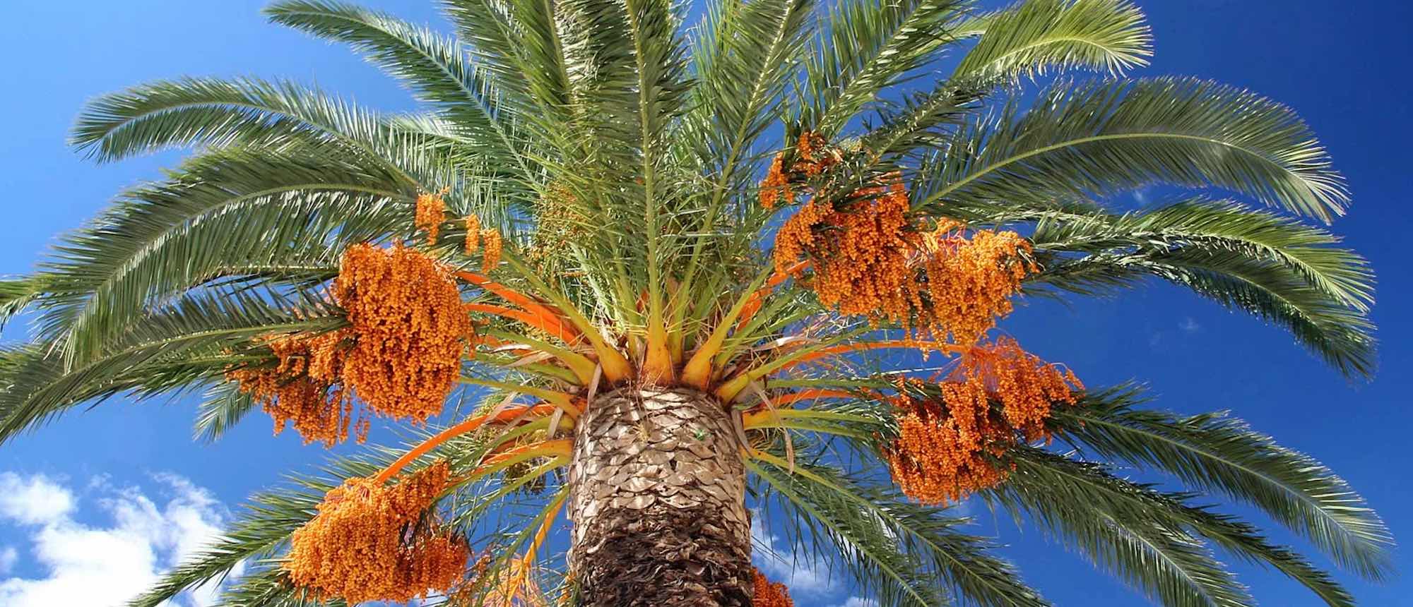 lake-treeby-sustainability-saving-mature-trees-date-palms