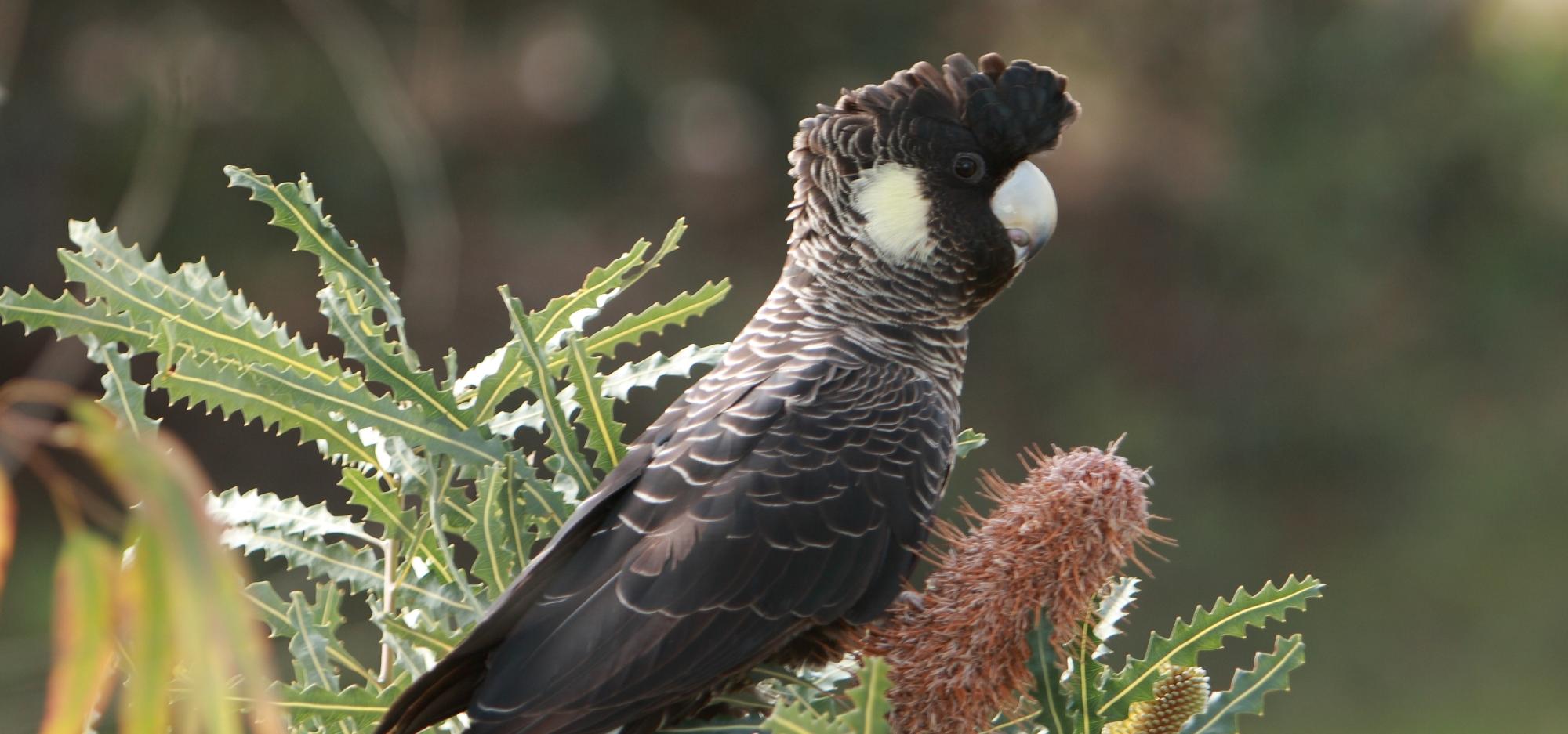 carnaby's black cockatoo birds lake treeby