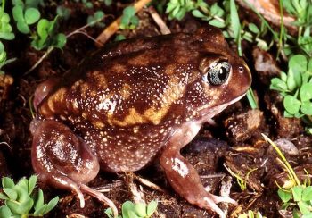 moaning-frog-heleioporus-eyrei-native-wildlife-lake-treeby-perth-western-australia