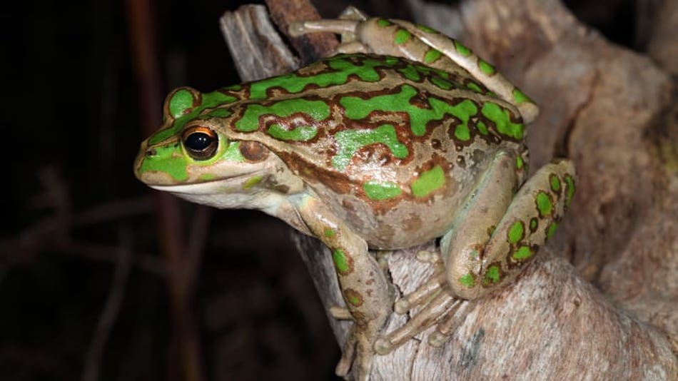 motorbike-frog-litoria-moorei-native-wildlife-lake-treeby-perth-western-australia