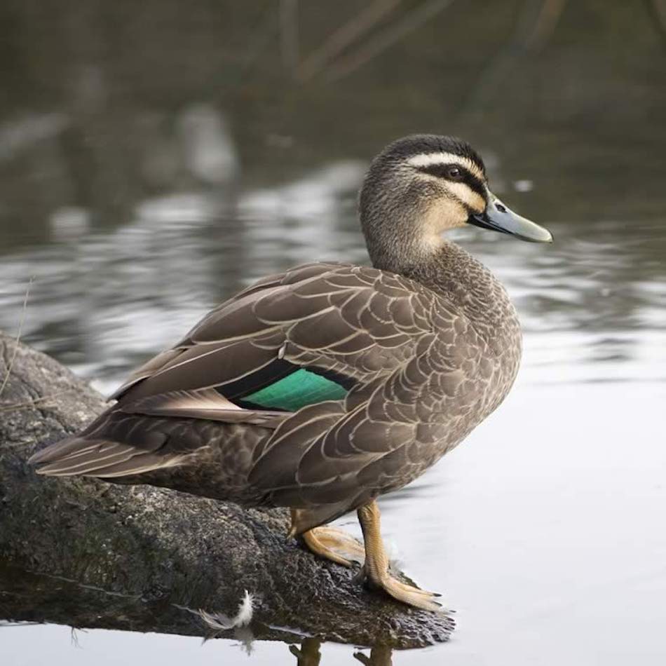 pacific-black-duck-anas-superciliosa-native-bird-lake-treeby-perth-western-australia