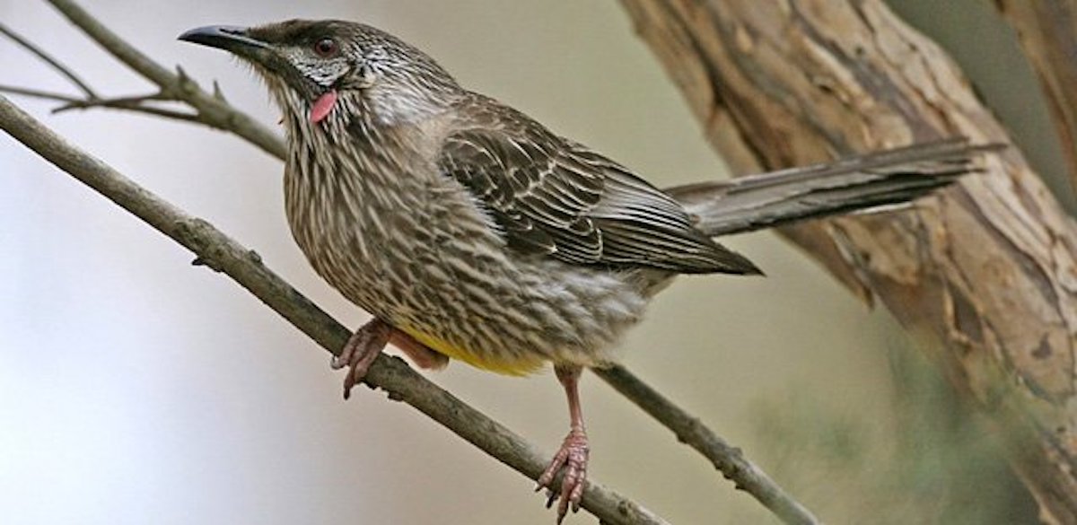 red-wattlebird-antochaera-native-bird-lake-treeby-perth-western-australia