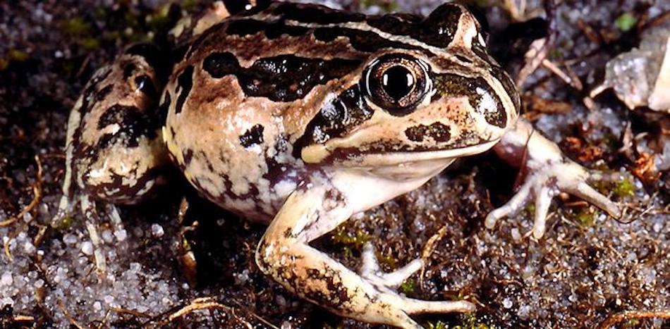 western-banjo-frog-limnodynastes-dorsalis-native-wildlife-lake-treeby-perth-western-australia