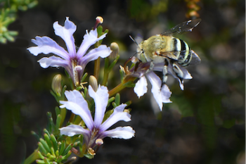 whats-on-our-new-mural-by-brenton-see-lake-treeby-perth-western-australia-blue-banded-bee-amegilla-cingulata