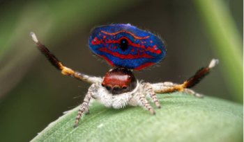 whats-on-our-new-mural-by-brenton-see-lake-treeby-perth-western-australia-peacock spider-maratus-gemmifer