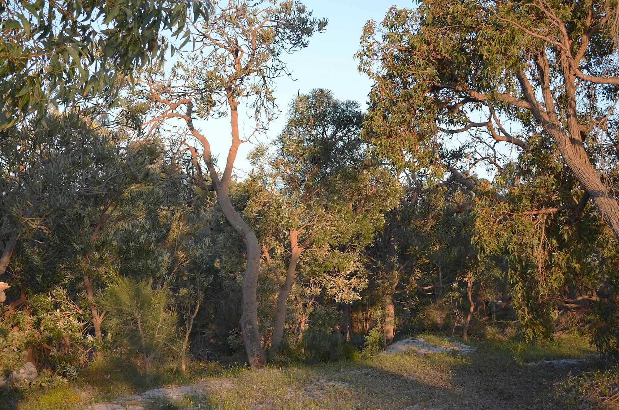 lake treeby conservation sustainability rose shanks reserve